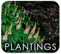 Plantings